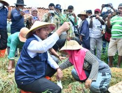 Mengejutkan, Warga Desa Basoka Beberkan Soal Dugaan Berita Hoax Panen Raya Bawang Merah Pemkab Sumenep