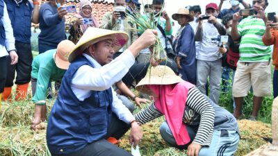 Mengejutkan, Warga Desa Basoka Beberkan Soal Dugaan Berita Hoax Panen Raya Bawang Merah Pemkab Sumenep