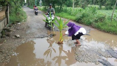 Viral, Aksi Ibu-Ibu Tanam Kunyit Ajaib di Tengah Jalan Raya Desa Lobuk, Ini Alasannya