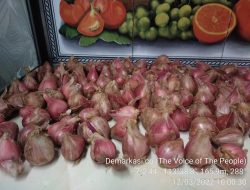 Tak Hanya Gagal Panen, Para Petani Bawang Merah di Desa Basoka Rubaru Banyak Menyisakan Hutang, Pemkab Sumenep Pencitraan?