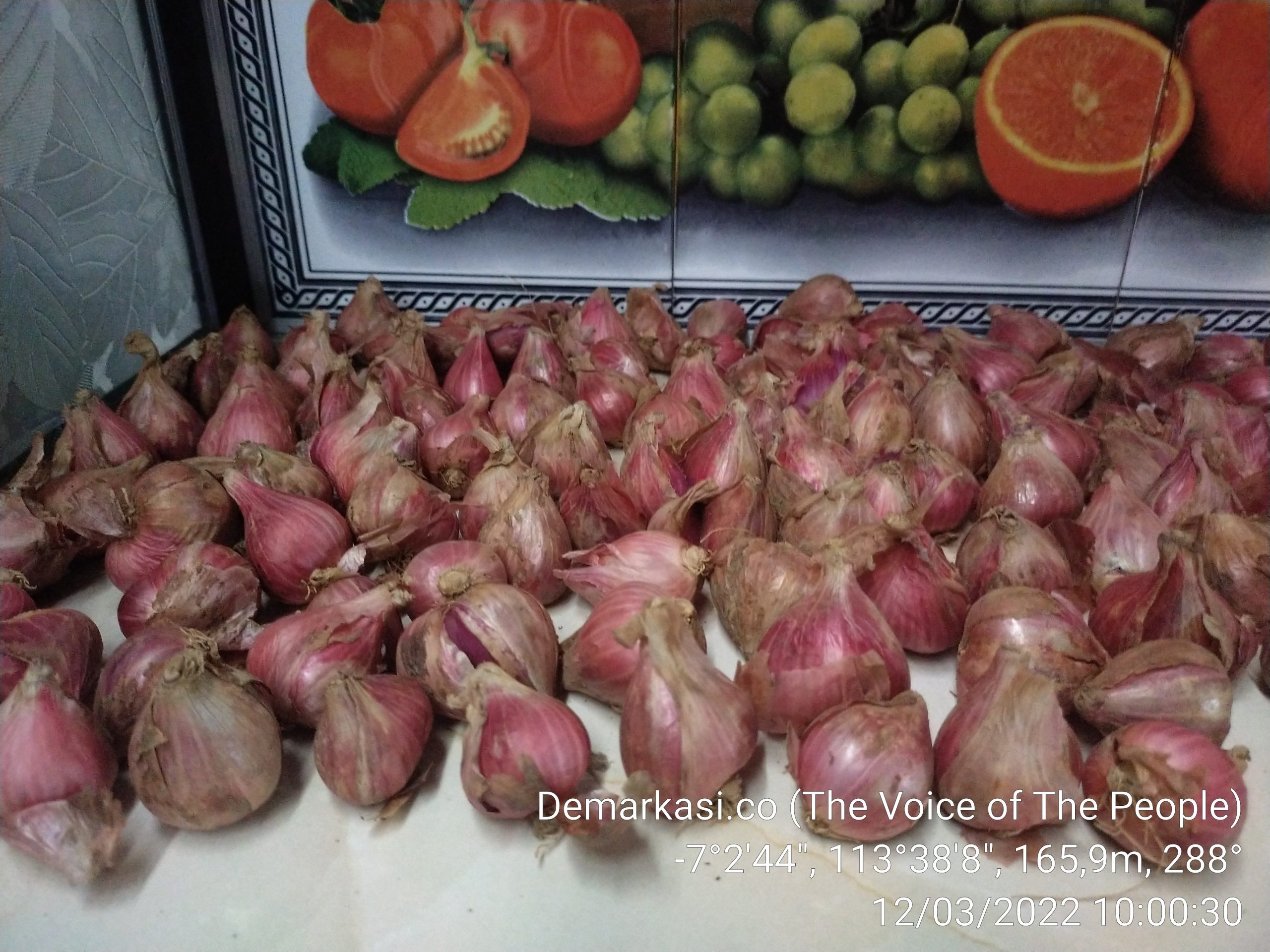 Tak Hanya Gagal Panen, Para Petani Bawang Merah di Desa Basoka Rubaru Banyak Menyisakan Hutang, Pemkab Sumenep Pencitraan?