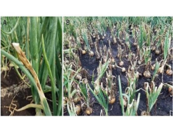 Dikomplain Anggota Soal Gagalnya Panen Raya Bawang Merah Desa Basoka, Salah Satu Poktan Beberkan Faktanya