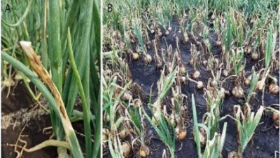 Dikomplain Anggota Soal Gagalnya Panen Raya Bawang Merah Desa Basoka, Salah Satu Poktan Beberkan Faktanya