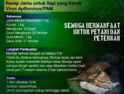 Inilah Resep Jamu Untuk Sapi Terjangkit Virus Apthovirus Atau PMK