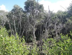 Parah, Hutan Mangrove Dua Desa di Sumenep Mati, Pemerhati Kebijakan: Akibat Dari Pembuangan Limbah Tambak Udang