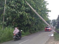 Pohon Tumbang di Jalan Penghubung Kecamatan Ganding Dan Guluk-Guluk Mengancam Keselamatan Pengguna Jalan