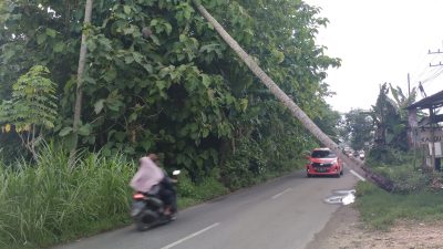 Pohon Tumbang di Jalan Penghubung Kecamatan Ganding Dan Guluk-Guluk Mengancam Keselamatan Pengguna Jalan