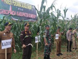 Dandim 0827 Bersama Forkopimda Sumenep Gelar Panen Perdana Silase Jagung di Lenteng