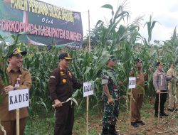 Bersama Forkopimda, Kepala DKPP Sumenep Panen Perdana Silase Jagung di Kecamatan Lenteng