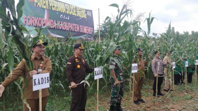 Bersama Forkopimda, Kepala DKPP Sumenep Panen Perdana Silase Jagung di Kecamatan Lenteng