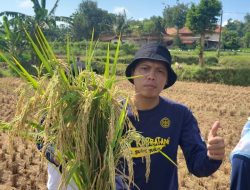 Untuk Mengetahui Produktifitas Hasil Panen, BPP Guluk-Guluk Gelar Kegiatan Lapang Inovasi Pertanian Bersama Petani