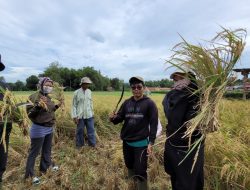 Lagi, BPP Guluk-Guluk Gelar Ubinan di Desa Payudan Dundang