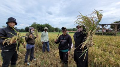 Lagi, BPP Guluk-Guluk Gelar Ubinan di Desa Payudan Dundang