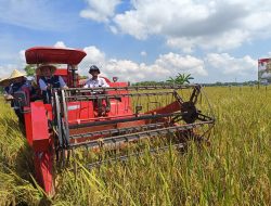 Pemkab Sumenep Gelar Panen Padi Nusantara Seluas 46,5 Hektare di Desa Gunggung