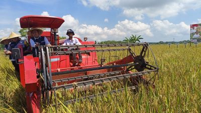 Pemkab Sumenep Gelar Panen Padi Nusantara Seluas 46,5 Hektare di Desa Gunggung