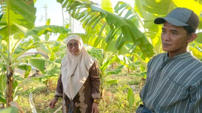 Melirik Dua Komoditas Potensial di Desa Pakandangan Sangra Sumenep