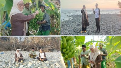 Panen Perdana Pisang Cavendish di Desa Pakandangan Sangra, Ini Rencana Kades Sukandar Untuk Sumenep