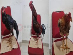Polres Sumenep Gerebek Judi Sabung Ayam, Empat Orang Diamankan