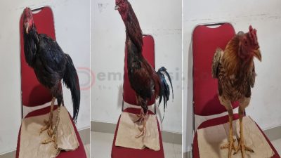 Polres Sumenep Gerebek Judi Sabung Ayam, Empat Orang Diamankan