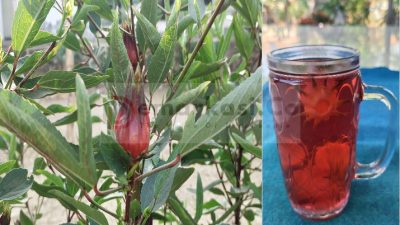 Bunga Rosela Merah dan 10 Manfaatnya Bagi Tubuh Anda
