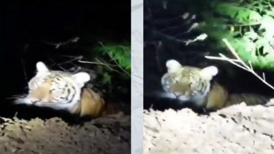 Warga Pamekasan Dihebohkan Viralnya Video Seekor Harimau Besar
