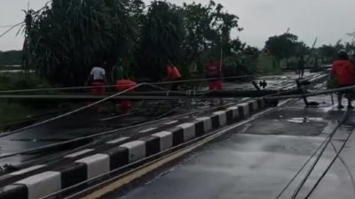 Hujan dan Angin Kencang di Sumenep Tumbangkan Sejumlah Pohon Hingga Tiang Listrik