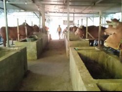 Kandang Rahayu Farm Siapkan 250 Ekor Sapi Jelang Idul Adha 1445 Hijriyah