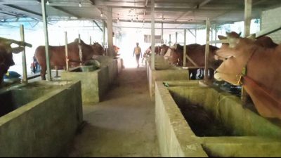 Kandang Rahayu Farm Siapkan 250 Ekor Sapi Jelang Idul Adha 1445 Hijriyah