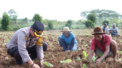 Kapolres Sumenep Menanam Tembakau Seluas Satu Hektar di Guluk-Guluk