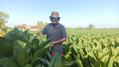 Pemkab Pamekasan Belum Tetapkan BEP Meskipun Petani Mulai Panen Tembakau, Sekretaris P4TM Angkat Bicara