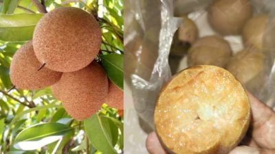 Berikut 12 Manfaat Buah Sawo Bagi Kesehatan Anda