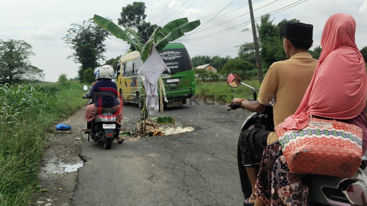 Warga Tanam Pohon Pisang di Tengah Jalan Utama Gedung KIHT Guluk-Guluk
