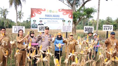 Dukung Ketahanan Pangan, Wakil Bupati Sumenep Bersama Forkopimda Panen Raya Jagung di Desa Ellak Daya