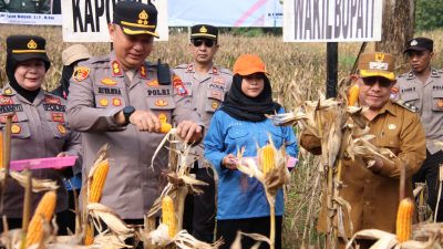 Polres Sumenep Gelar Panen Raya Jagung Serentak Dukung Ketahanan Pangan Nasional
