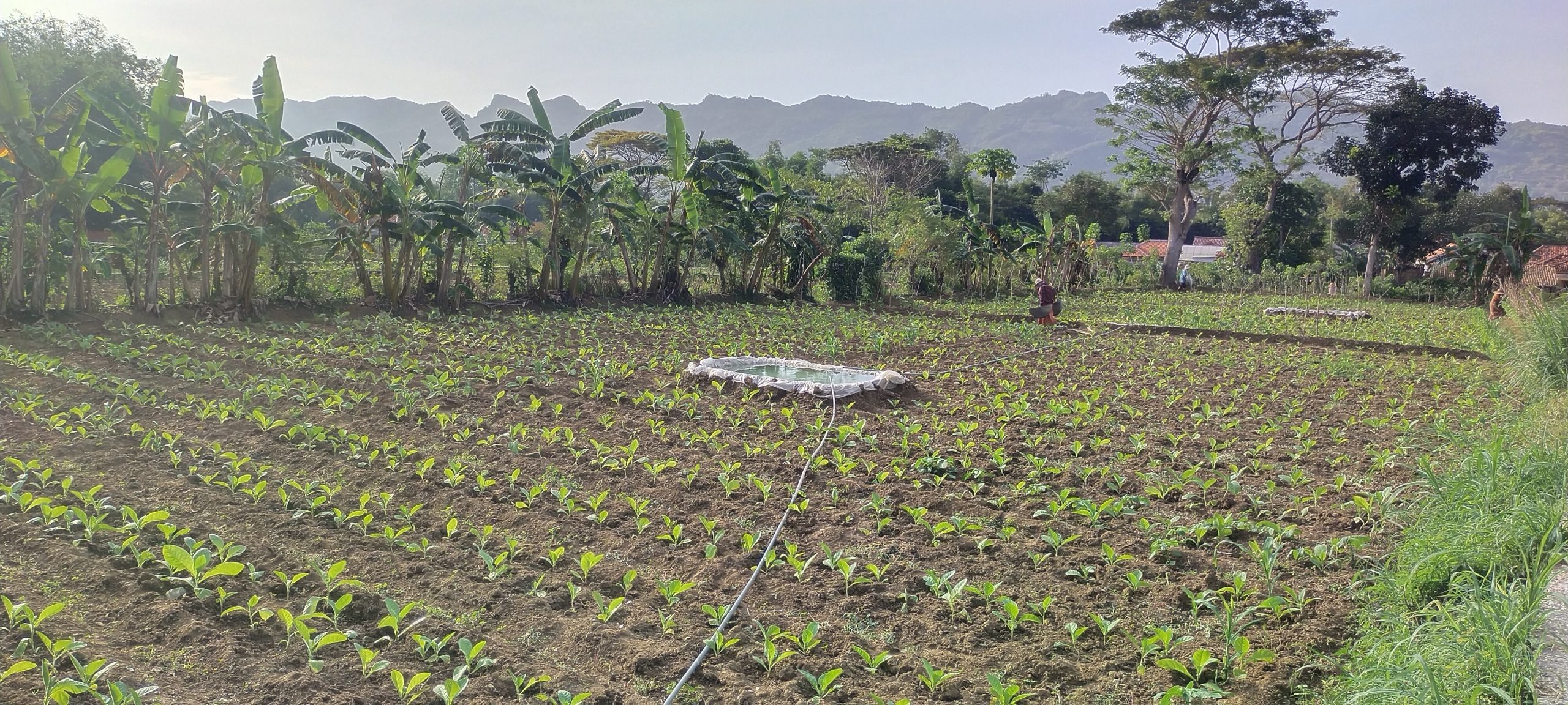 Petani Tembakau Sumenep Menghadapi Tantangan Cuaca dan Harga yang Tidak Menentu