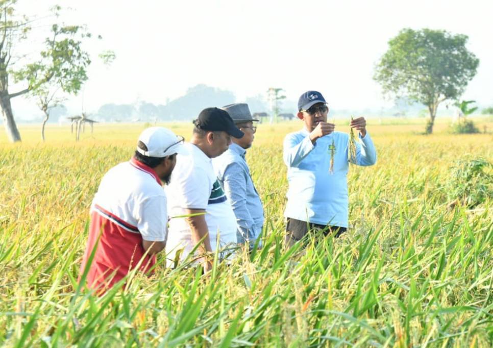 Bupati Sumenep Tinjau Demplot Uji Coba Varietas Padi Unggul HMS 700 di Desa Parsanga
