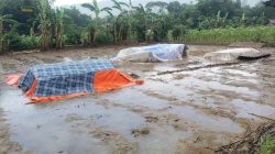 Petani di Guluk-Guluk Kelimpungan, Ribuan Widik Tembakau Rajang Tergenang Air Hujan