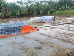 Petani di Guluk-Guluk Kelimpungan, Ribuan Widik Tembakau Rajang Tergenang Air Hujan
