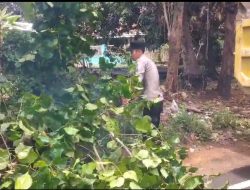 Polres Sumenep Respon Cepat Atasi Pohon Tumbang di Lenteng, Arus Lalu Lintas Kembali Normal