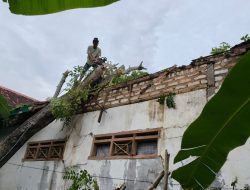 Sebuah Sekolah di Kecamatan Pragaan Ambruk Tertimpa Pohon Tumbang