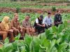 Komitmen Perkuat Komoditas Unggulan, Bupati Fauzi Tinjau Kualitas Tembakau di Guluk-Guluk