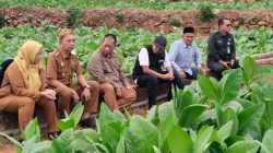 Komitmen Perkuat Komoditas Unggulan, Bupati Fauzi Tinjau Kualitas Tembakau di Guluk-Guluk