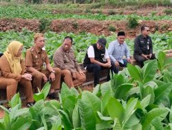 Komitmen Perkuat Komoditas Unggulan, Bupati Fauzi Tinjau Kualitas Tembakau di Guluk-Guluk