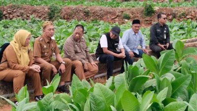 Komitmen Perkuat Komoditas Unggulan, Bupati Fauzi Tinjau Kualitas Tembakau di Guluk-Guluk