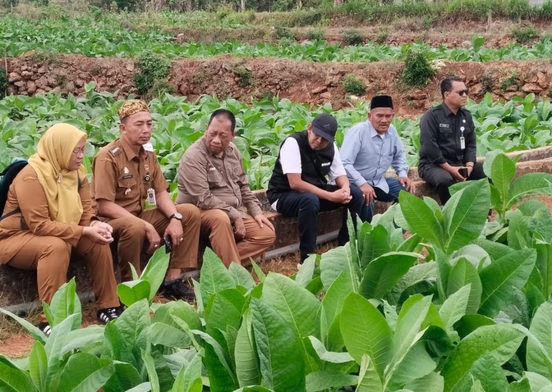 Komitmen Perkuat Komoditas Unggulan, Bupati Fauzi Tinjau Kualitas Tembakau di Guluk-Guluk